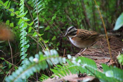 frieden-und-freude.net-kleiner-spatz-paraguay