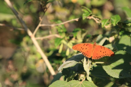 frieden-und-freude.net-oranger-schmetterling-paraguay