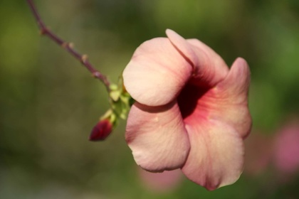 Hibiskusbluete in Paraguay-www.frieden-und-freude.net