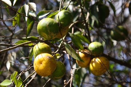 Zitrusfruechte wild gewachsen in Paraguay-www.frieden-und-freude.net