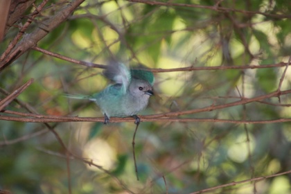 frieden-und-freude.net-kleiner-blauer-Vogel-paraguay