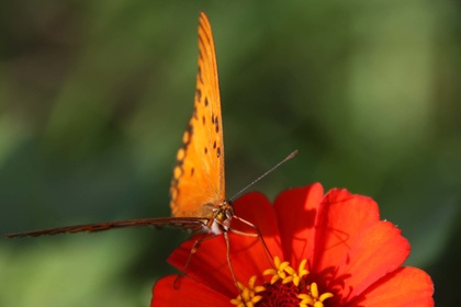 Rote Blüte und oranger Schmetterling-www.frieden-und-freude.net