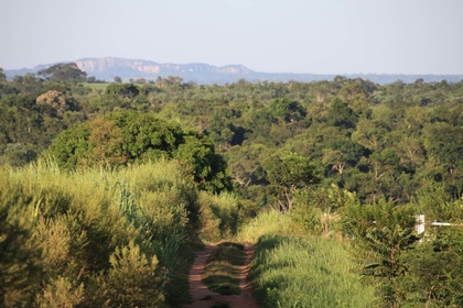 Kräuter am Wegesrand-Paraguay-www.frieden-und-freude.net