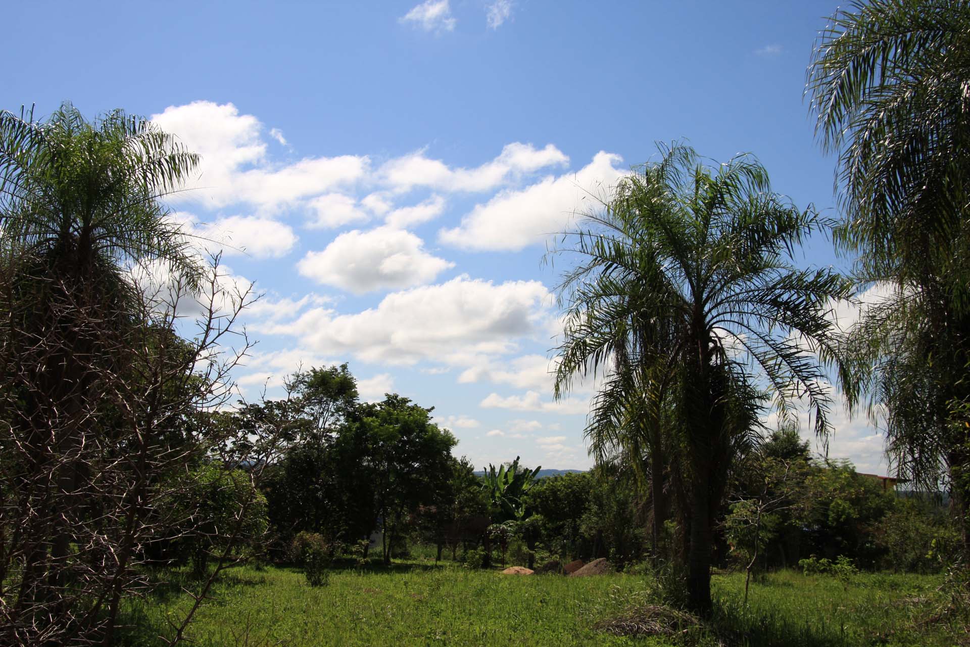 frieden-und-freude.net-naturland-palmen-paraguay